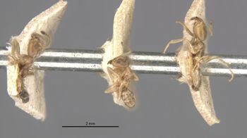Media type: image;   Entomology 21345 Aspect: habitus lateral view
